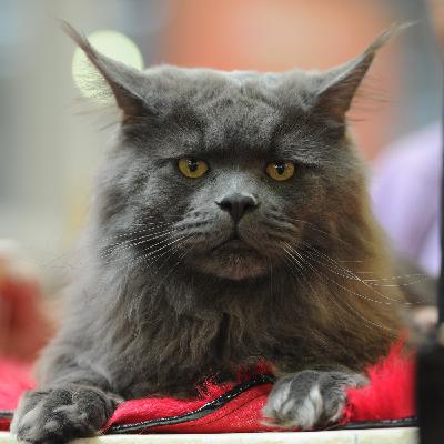 Царь-кошка. Все что нужно знать о мейн-кунах