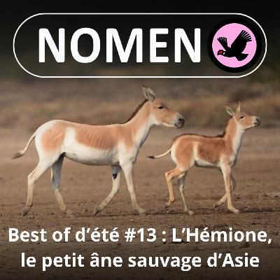 BEST OF D'ÉTÉ #13 : De l'Âne à l'Hémione, du domestique au sauvage