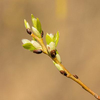 Episode 162—Turning Over the Same Leaf