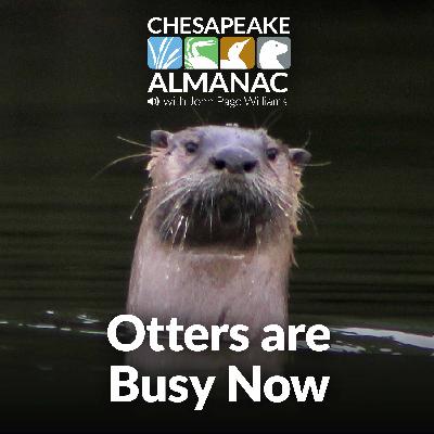 February: Otters Are Busy Now