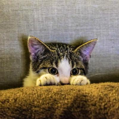 Advice for pet owners on bonfire night Advice for pet owners on bonfire night