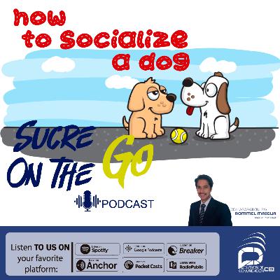 How to socialize a dog