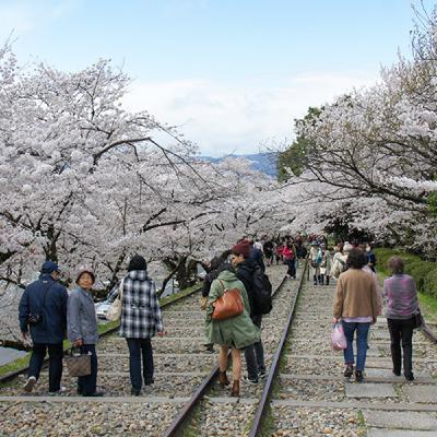[VOYAGE #24] Voyager au Japon en avril