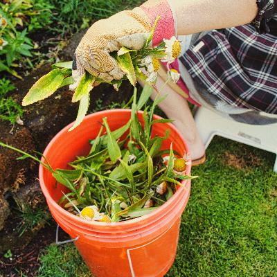 Giardinaggio: i lavori autunnali