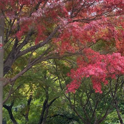 #194/LIVE 紅葉×イベント×シンヒロタケラジオ！