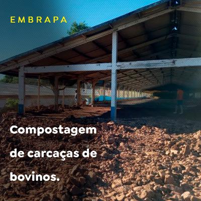Compostagem de carcaças de bovinos