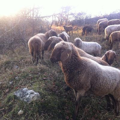 Schafe, Esel und Ponys als Landschaftspfleger