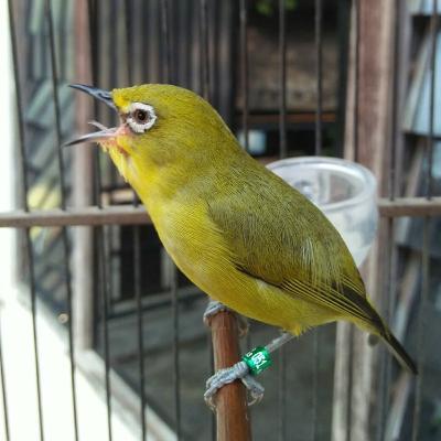 Pancingan pleci