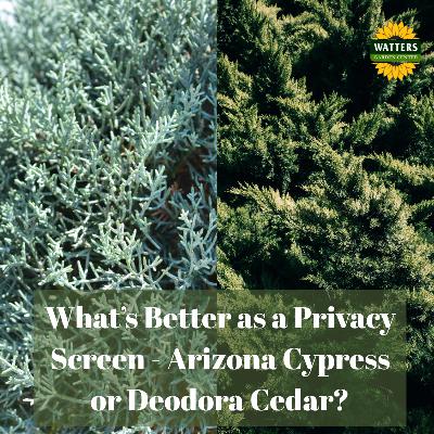 🌳 Q and A: What is Better as a Privacy Screen - Arizona Cypress or Deodora Cedar?