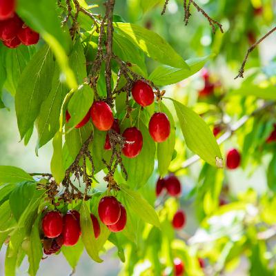 Cornouiller mâle : un arbuste résistant, des fruits savoureux et un bois d’exception