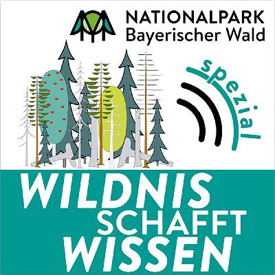 Borkenkäfermonitoring und Suche - Wildnis schafft Wissen Spezial Borkenkäfermonitoring und Suche - Wildnis schafft Wissen Spezial