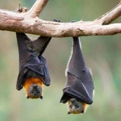 Murcielagos Murcielagos