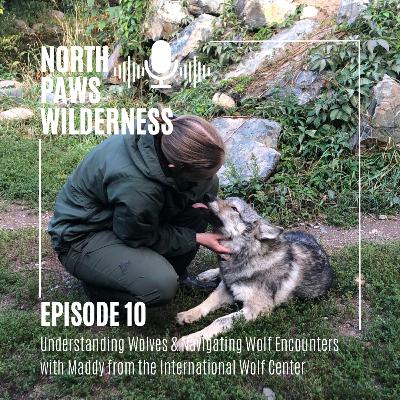 Understanding Wolves and Navigating Wolf Encounters