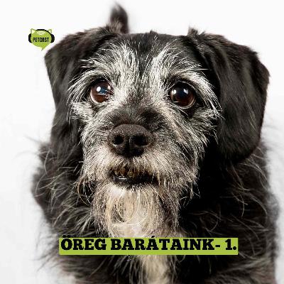 Öreg barátaink, a kutyák – 1. Segítségükkel az időskori hanyatlás okai is kutathatók