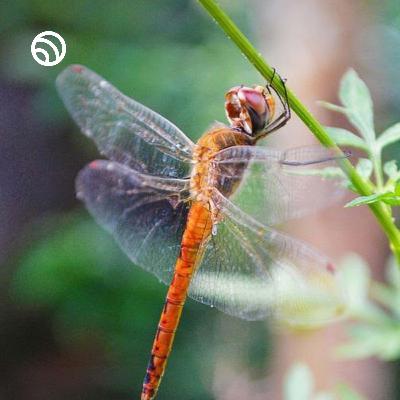How to train your dragonfly #dragonfly #wildlife #nature