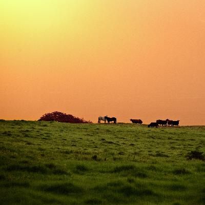 Genuine Repentance Genuine Repentance