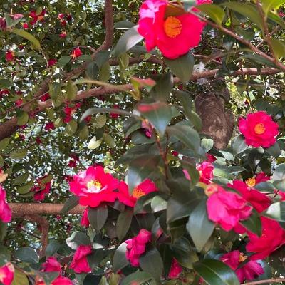 【今週のひとこと】土星🪐牡羊座入 魂のレベルアップをせよ🌸エッセンスの紹介も 【今週のひとこと】土星🪐牡羊座入 魂のレベルアップをせよ🌸エッセンスの紹介も