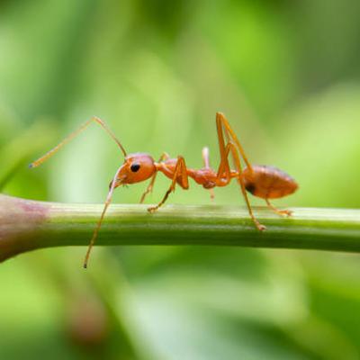 Advocates raise the alarm about the spread of fire ants through Central Queensland