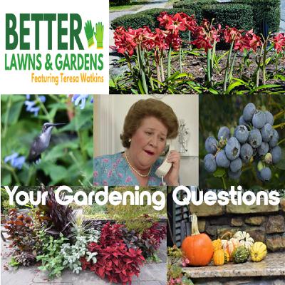 S2 Ep389: Better Lawns and Gardens - Hour 1 Your Fall Gardening Questions October 4, 2025