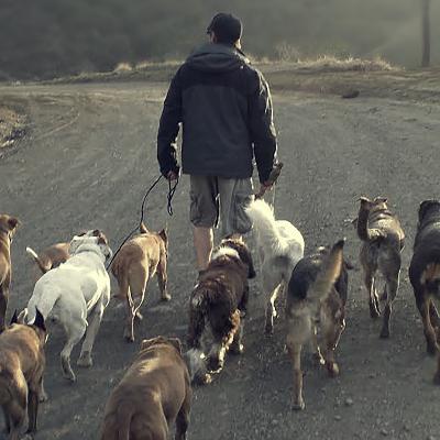 Episode 6: Christine Williams, Your Dog and You.