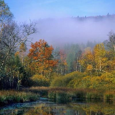 Des tourbières dysfonctionnelles la kétamine et le matriarcat chez les bonobos Des tourbières dysfonctionnelles la kétamine et le matriarcat chez les bonobos