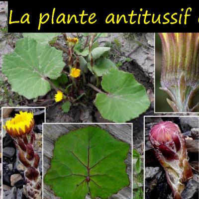 Fleur jaune antitussif Fleur jaune antitussif