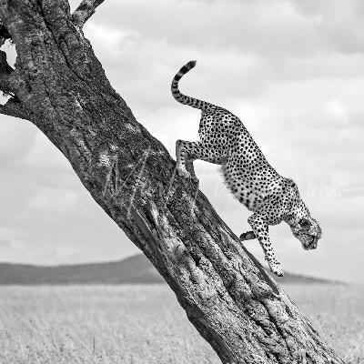 Search for Birds & Flowers, Find Lions