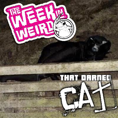 Week in Weird 7-29-25: That Darned Cat Week in Weird 7-29-25: That Darned Cat