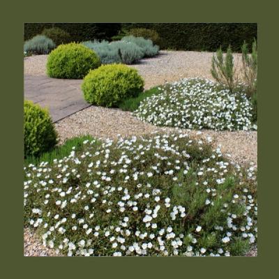 #232 Giardino da abitare, non da esibire: cambia approccio