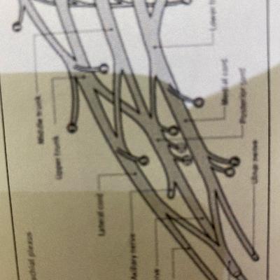 Basic anatomy Brachial plexus for FRCA
