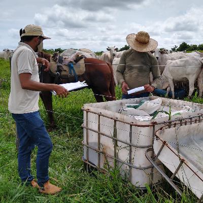Bovcast #7 - Implantação de Controles na Pecuária Bovcast #7 - Implantação de Controles na Pecuária