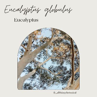 Plant Profiles: Eucalyptus Plant Profiles: Eucalyptus