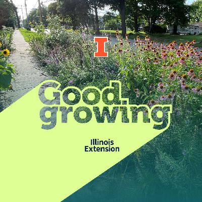 Ep. 218 Midsummer Lessons: What’s Growing (and Dying) in Our Yards | #GoodGrowing