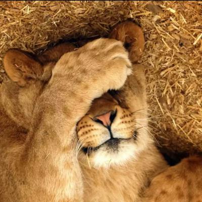 Hey, Lea (24.5.2020.)