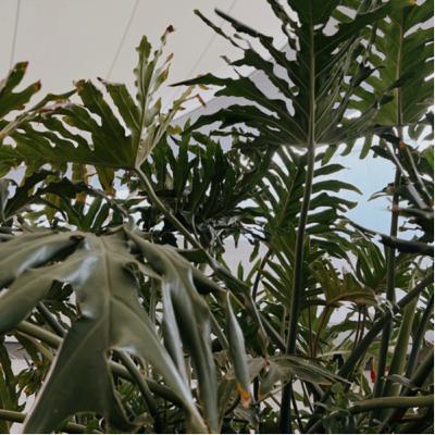 Evaluación e institucionalización