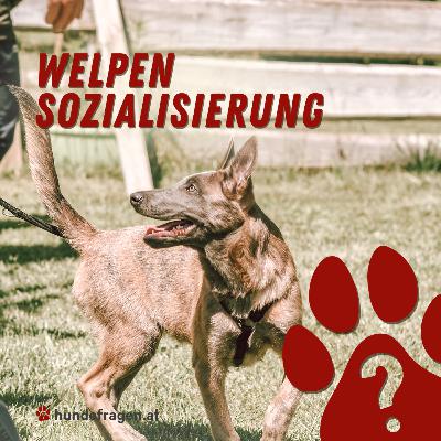 Welpen Sozialisierung | HUNDEQUATSCHEREI