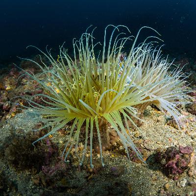 Leben in der Unterwelt - Wo endet die tiefe Biosphäre?