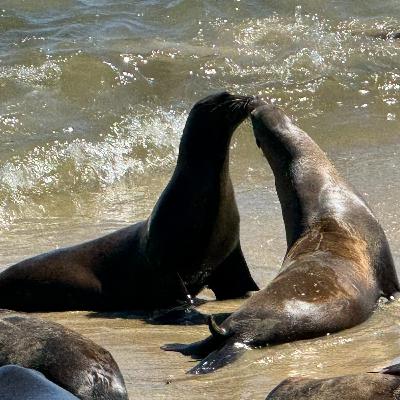 Mostly Good Environmental News #8 Mostly Good Environmental News #8