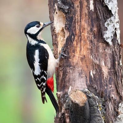 Woodpeckers And Electricity Don’t Mix