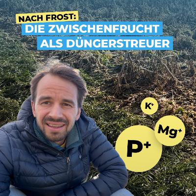 Nach Frost: Sofort verfügbare Nährstoffe aus der Zwischenfrucht!