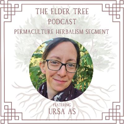 157. Homesteading & Wild Fermentation with Ursa As: Permaculture Herbalism 157. Homesteading & Wild Fermentation with Ursa As: Permaculture Herbalism