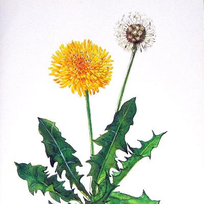 DANDELION