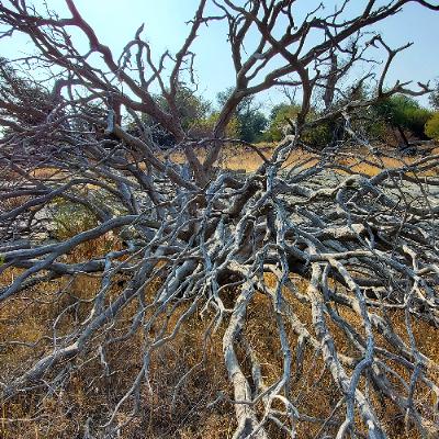 Episode 77 - Symmetry