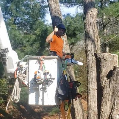 Tree Pruning Bozrah CT Tree Pruning Bozrah CT