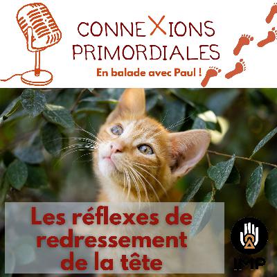 Les réflexes de redressement de la tête
