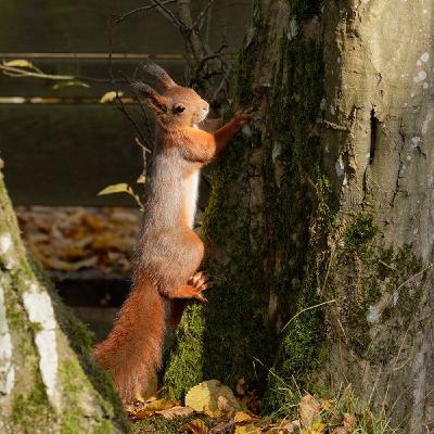 L'écureuil roux, acrobate de la forêt