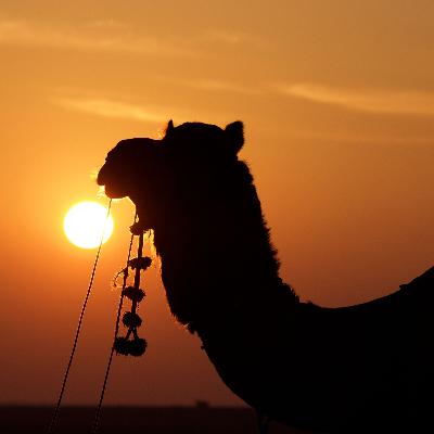 The Sacred Oasis: Guided Sleep Story Through the Desert Night The Sacred Oasis: Guided Sleep Story Through the Desert Night