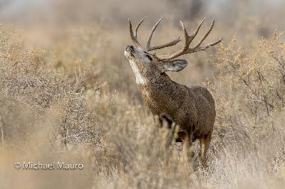 Episode 152: Robby Denning- Satisfaction & Hope: The Life Of A Mule Deer Hunter