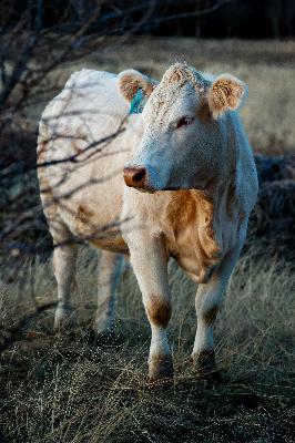 Should American Cattle Ranchers Sacrifice for China? Should American Cattle Ranchers Sacrifice for China?