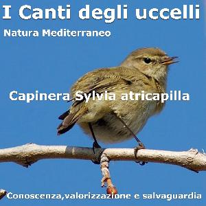 Capinera Sylvia atricapilla